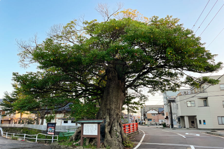 タブノキ