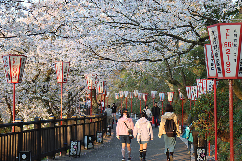 丸岡城桜まつり