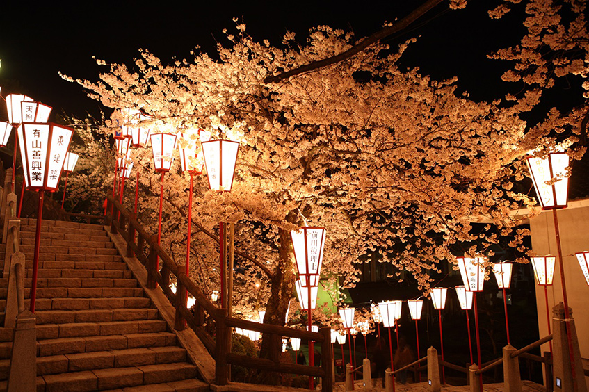 丸岡城桜まつり