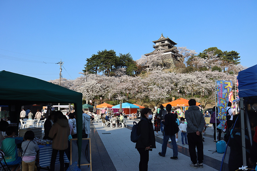 丸岡城桜まつり