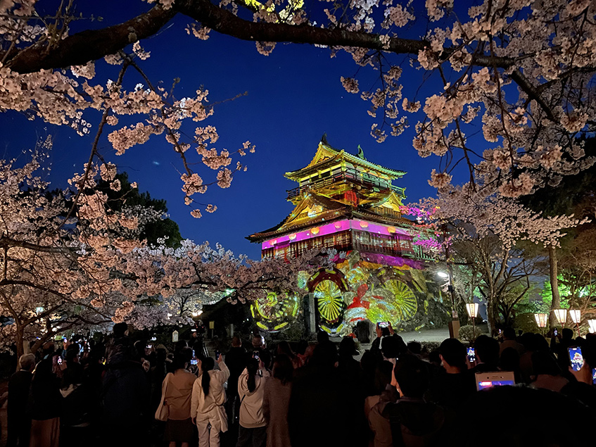 丸岡城桜まつり